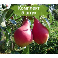 Комплект 5шт  / Груша Нарядная Ефимова